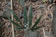 <strong>Adiantum hispidulum - Ramon, Laurence - 176</strong><br />© Ramon, Laurence